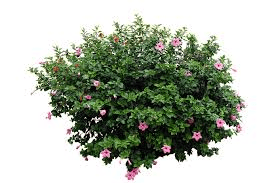 Planta 1
