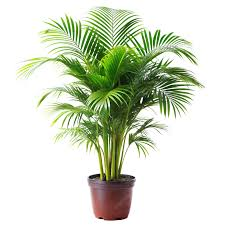 Planta 2